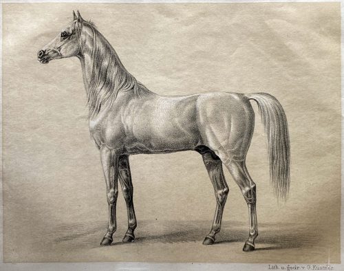 0 Leibreitpferd Bairactar Koenig Wilhelm I von Wüerttemberg