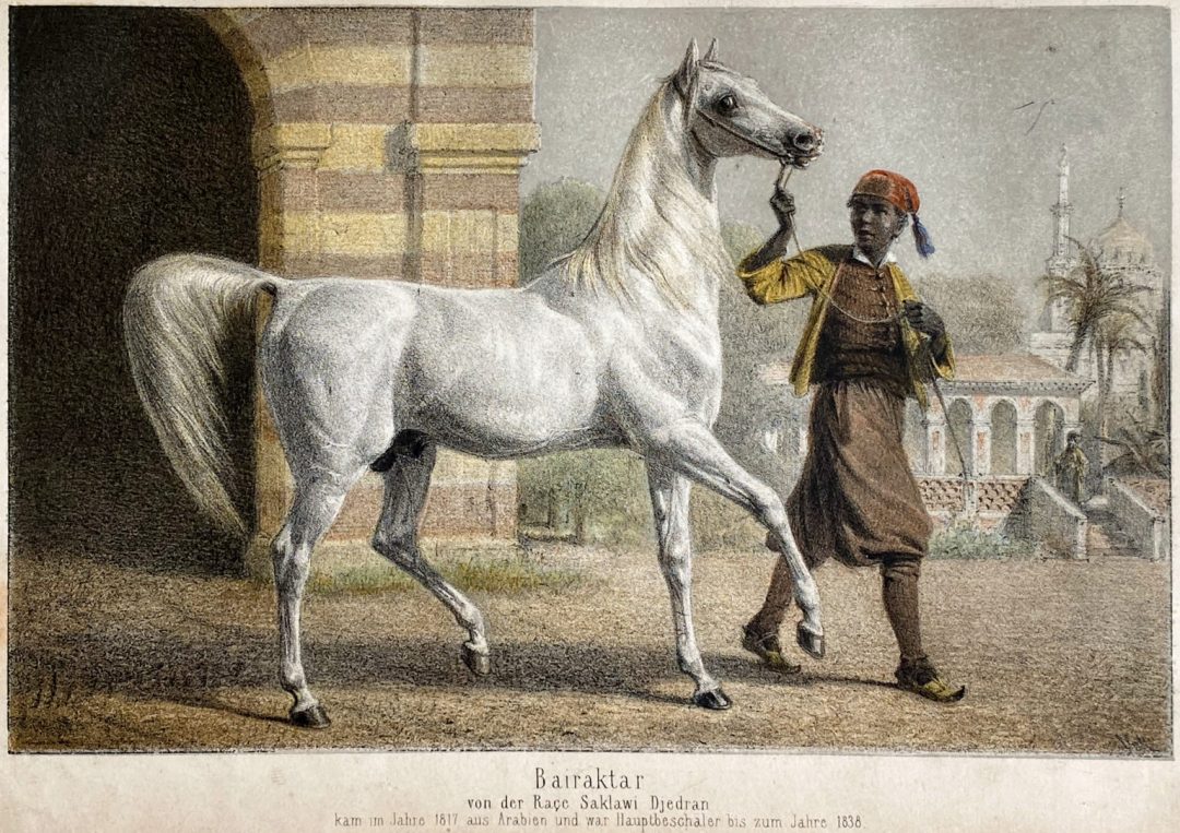 2 Leibreitpferd Bairactar Koenig Wilhelm I von Wüerttemberg