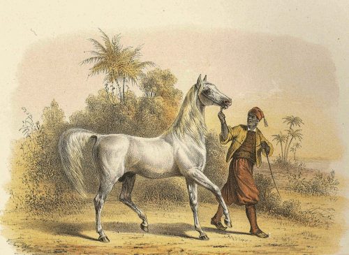 Bairactar nach J.v.Hügel Gestüte Württemberg